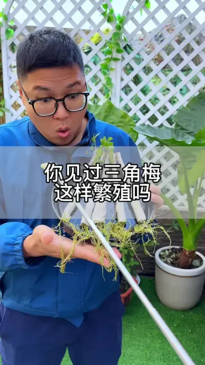 三角梅这样繁殖，成功率高，你见过吗？#花卉绿植 #养花 #种植小技巧