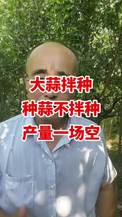 大蒜拌种大蒜拌种产量一场空#大蒜种植 #大蒜种植技术 #大蒜高产 #大蒜增产