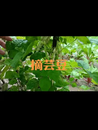 2025年10月12日摘秋芸豆#时光记忆