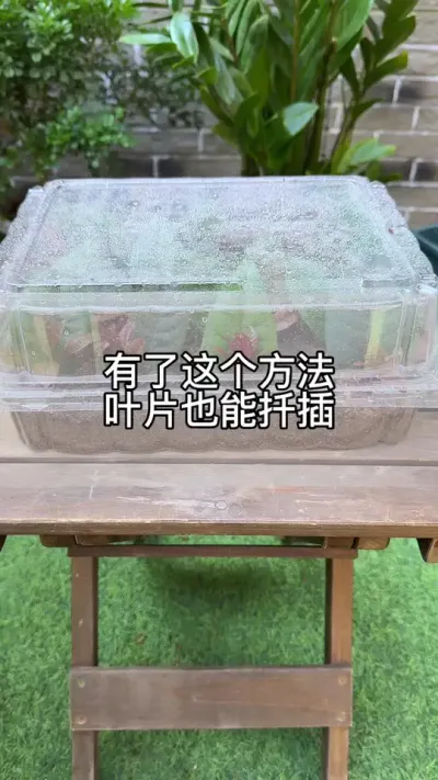 学会这个方法，再难繁殖的花一片叶子也能活#花卉绿植 #养花 #种植小技巧