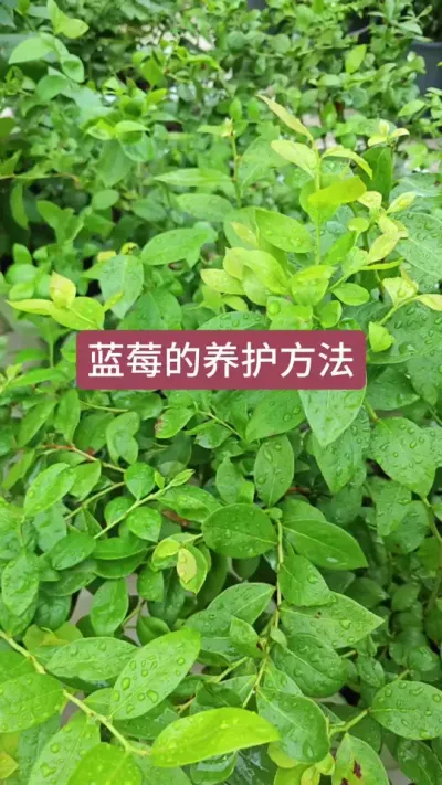蓝莓的养护方法，新手怎么种蓝莓，蓝莓的施肥方法 #蓝莓苗 #蓝莓种植 #种蓝莓 #蓝莓养护 #蓝莓施肥