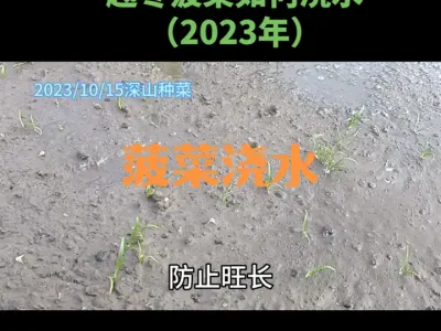 越冬菠菜冬前如何浇水（2023年）