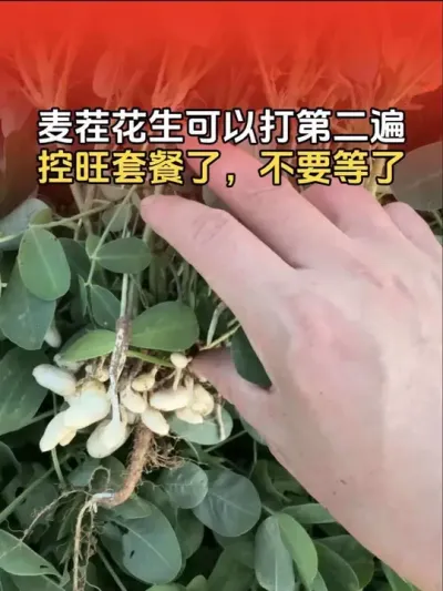 麦茬花生可以打第二遍控旺套餐了，别等了！#花生高产 #花生高产种植 #花生种植 #花生种植管理技术 #分享农业知识帮农民增产增收