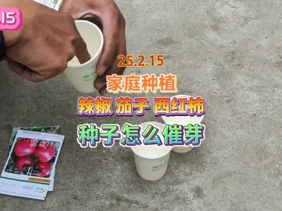 家庭种植辣椒茄子西红柿种子要催芽，这样做种子出芽率高 #三农 #种子催芽 #种植小技巧 #蔬菜种植 #蔬菜种子 