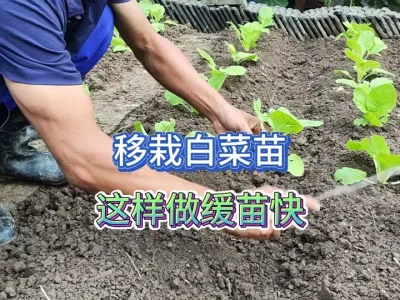 平地移栽白菜苗不容易成活？做好这些事缓苗特别快！ #三农 #种菜 #种植小技巧 #抖音助农 #新农人计划 