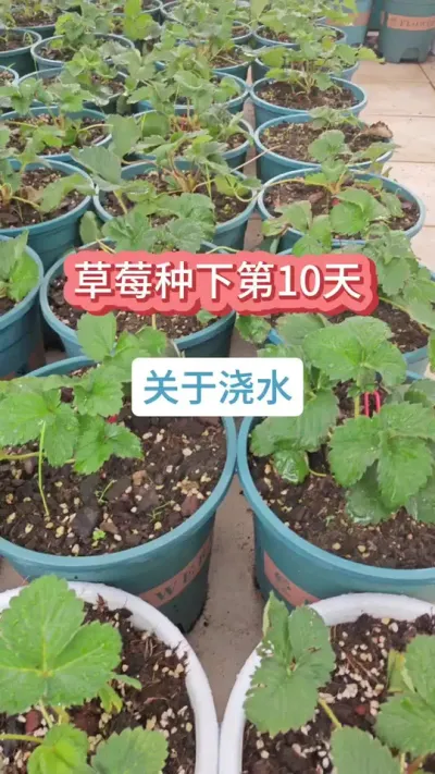 草莓的种植方法，草莓的养护过程，盆栽草莓的养护，新手怎么种草莓 #草莓种植 #盆栽草莓 #种草莓 #草莓苗 #草莓种植技术