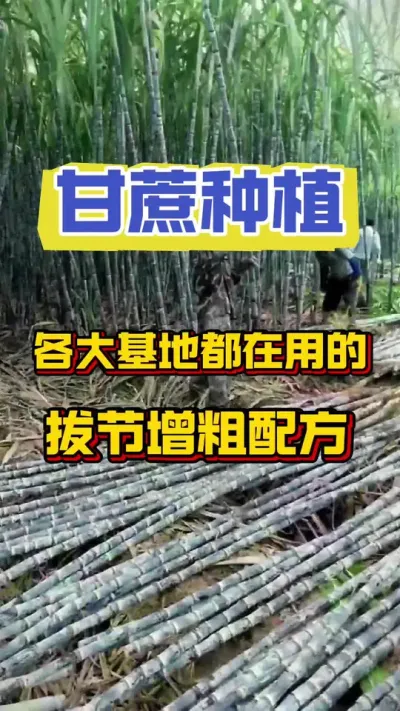 甘蔗拔节增粗，你用的都是什么？#甘蔗种植 #甘蔗种植技巧 #甘蔗施肥方法