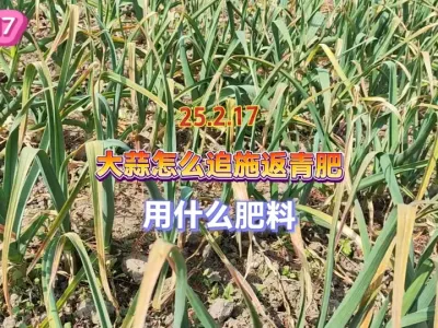 大蒜追施返青肥的时候到了，用什么肥料怎么做，抓紧时间别错过 #一份耕耘一份收获 #我的小菜园 #三农 #抖音助农 #大蒜 