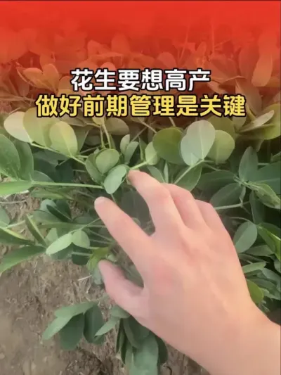 花生要想高产，做好前期管理是关键！#花生种植 #花生种植管理技术 #花生高产 #传播农业小知识 #分享农业知识帮农民增产增收
