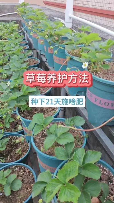 草莓的养护方法，种草莓怎么施肥，草莓的养护过程，新手种草莓#种草莓 #草莓苗 #草莓种植 #草莓养护方法 #盆栽草莓