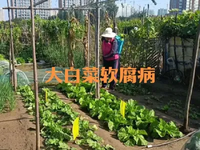 如何防治大白菜软腐病#大白菜