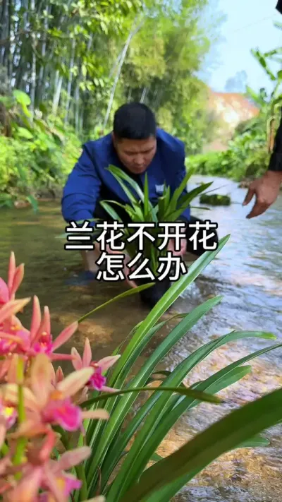 兰花不开花，怎么办  #花卉绿植
