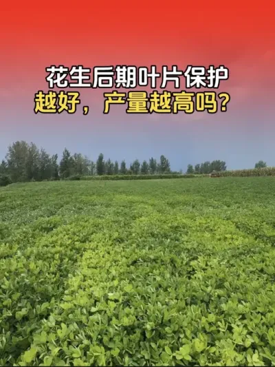 花生叶片保护的越好，产量就越高吗？#花生种植 #花生种植管理技术 #花生高产 #花生高产种植 #分享农业知识帮农民增产增收
