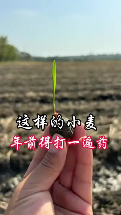 这样的小麦建议年前打一边药#分享农业知识帮农民增产增收