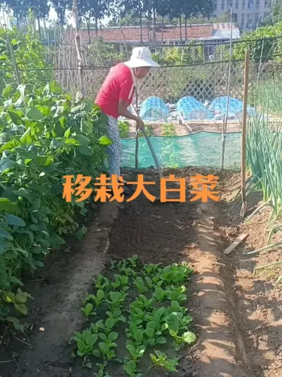移栽大白菜苗注意事项（二四年作品）