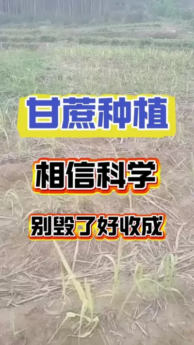 甘蔗种植选择科学的方法#甘蔗 #甘蔗种植 #甘蔗施肥方法