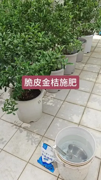 楼顶种果树，果树的种植方法，盆栽果树的养护方法#三农种植 #果树盆栽 #楼顶果园#脆皮金桔 #金桔苗