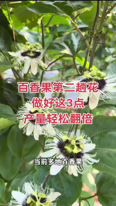 百香果第二趟花 做好这3点 产量轻松翻倍#百香果种植 #百香果保花保果 #百香果种植技术 #黄金百香果种植技术 #浩伟方