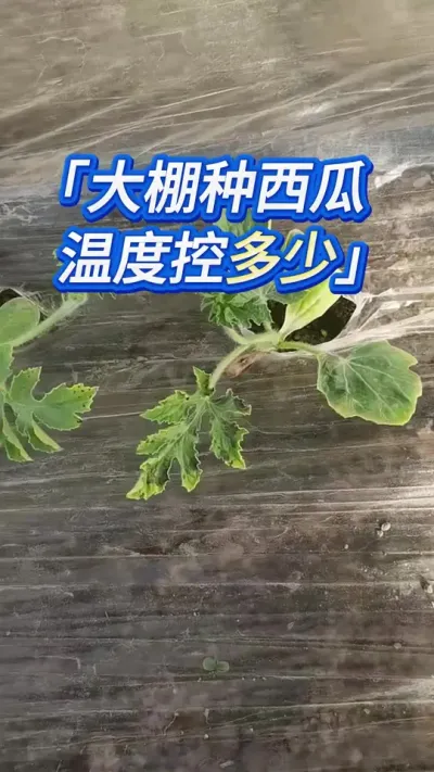 种西瓜大棚温度一定要参考这个 #创作灵感 #西瓜种植技术 #西瓜管理 #大棚西瓜种植技术 #西瓜种植