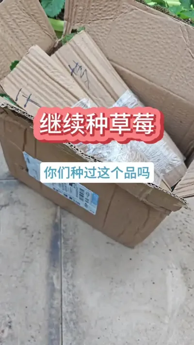 @香溢四季草莓 现在还可以种草莓吗，草莓的种植方法，草莓的种植过程，新手种草莓 #种草莓 #草莓苗 #盆栽草莓 #草莓种植 #草莓种植技术