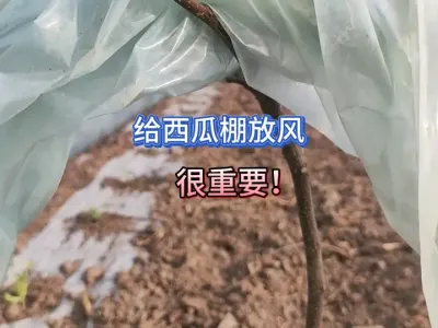 控制好给西瓜棚放风和关棚的时间，就不会出现烧苗的问题 #三农 #抖音助农 #种植小技巧 #农业种植 #种西瓜 