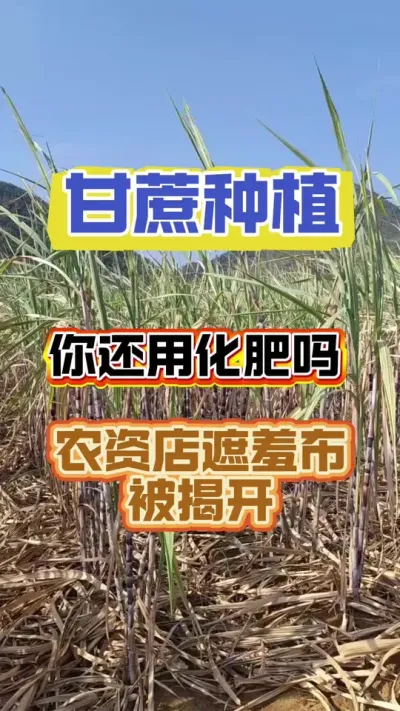 种甘蔗你还在用920？赤霉素？看完这个视频你会恍然大悟#甘蔗种植 #甘蔗施肥方法 #甘蔗的种植方法 #砍甘蔗