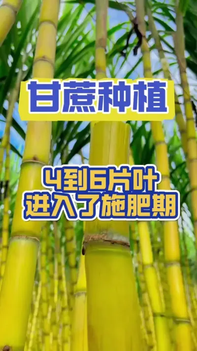 甘蔗4到6片叶子的时候也就进入了甘蔗施肥的黄金期，为后期节长节粗高产量打下坚实的基础#甘蔗种植 #甘蔗施肥技巧 #甘蔗高产