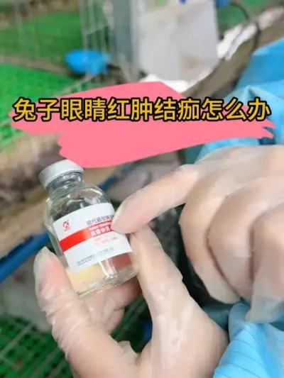 #肉兔养殖 #自繁自养 #养兔人 #农村创业养殖