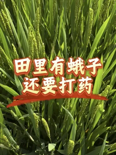 田里有蛾子，这种情况不要打药了#分享农业知识帮农民增产增收 #老百姓关心的话题