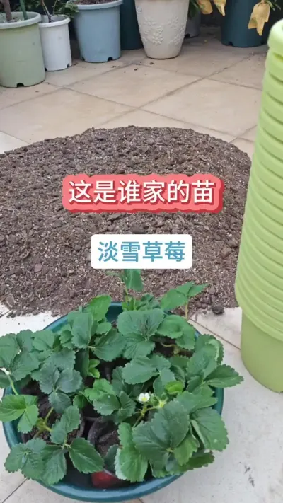 @花舞园艺农场 草莓的种植方法，新手怎么种草莓，用旧土种草莓怎么处理 #种草莓 #种草莓 #盆栽草莓 #草莓种植 #草莓种植基地
