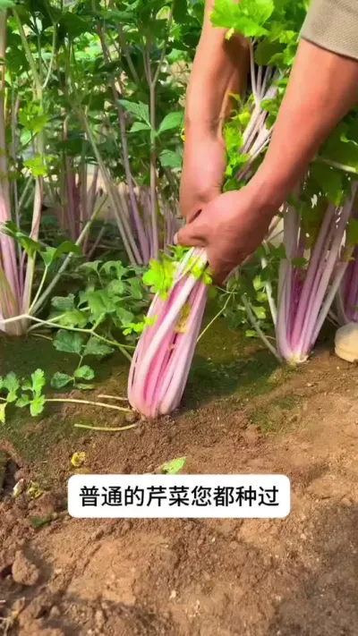 水果红芹 水果红芹苗子给大家培育好了，喜欢的朋友来我直播间，每晚8点不见不散呦#芹菜种植 #芹菜 #关注我一起学种菜 #在家种菜 #新农人计划