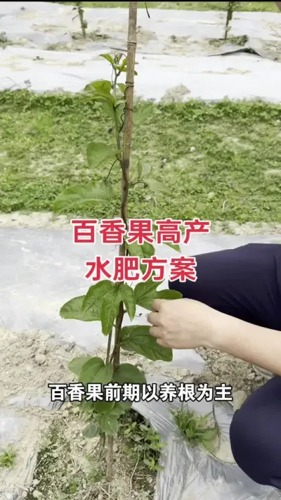 百香果高产水肥方案#百香果种植 #百香果种植技术 #黄金百香果种植技术 #钦蜜9号百香果 #浩伟方