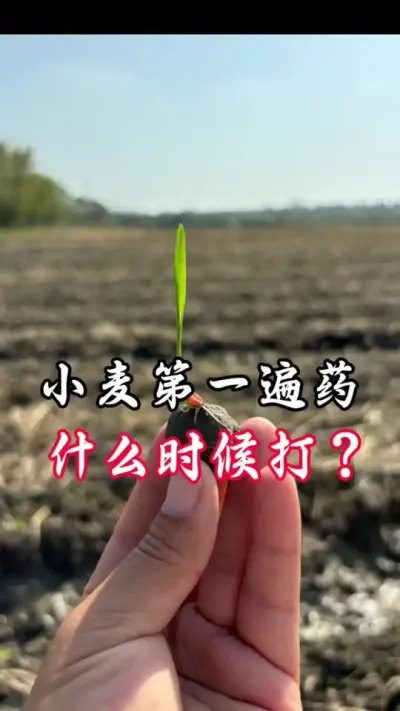 小麦第一遍药打什么#分享农业知识帮农民增产增收