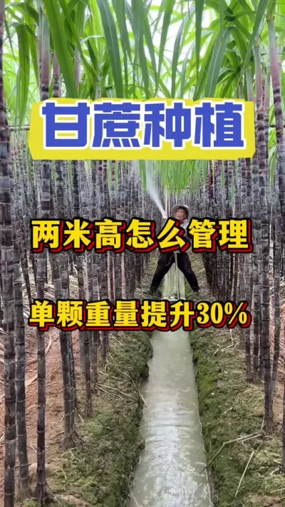 当甘蔗长到两米高的时候科学管理方法#甘蔗种植#甘蔗施肥#甘蔗