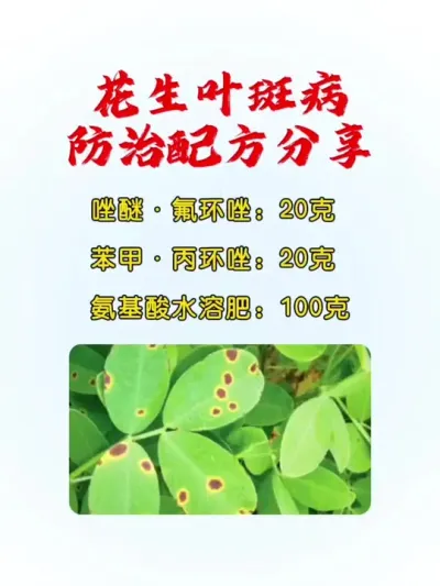 花生叶斑病，防治配方分享。#花生种植 #花生种植管理技术 #花生高产 #花生高产种植 #分享农业知识帮农民增产增收
