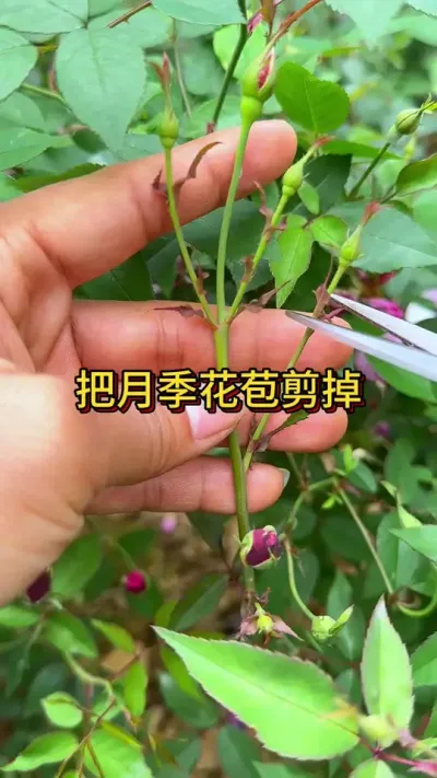 夏天修剪月季 #花卉绿植 #种植小技巧 #养花