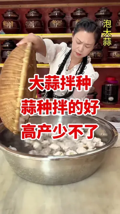 大蒜拌种拌的好高产少不了#大蒜种植 #大蒜种植技术 #大蒜高产 #大蒜增产