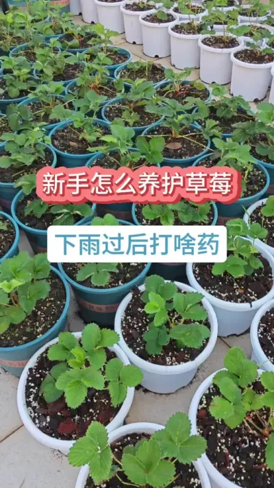 草莓的种植方法，新手怎么种草莓，草莓的养护过程，草莓怎么预防病虫害 #草莓苗 #种草莓 #草莓种植 #盆栽草莓 #草莓病虫害防治