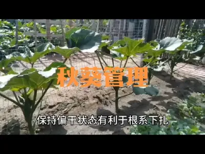 种植秋葵如何管理#秋葵