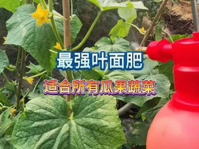 有没有一款适合所有瓜果蔬菜的叶面肥？配制成本非常低还高效！ #三农 #新农人计划2025 #种植小技巧 #蔬菜种植 #叶面肥 