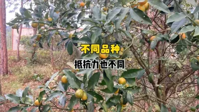 不同的柑橘品种对黄龙病和溃疡病的抗性也不一样！ #柑橘种植 #果树管理 #农业种植 #黄龙病 #溃疡病 