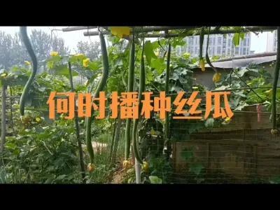 什么时候播种丝瓜？#丝瓜