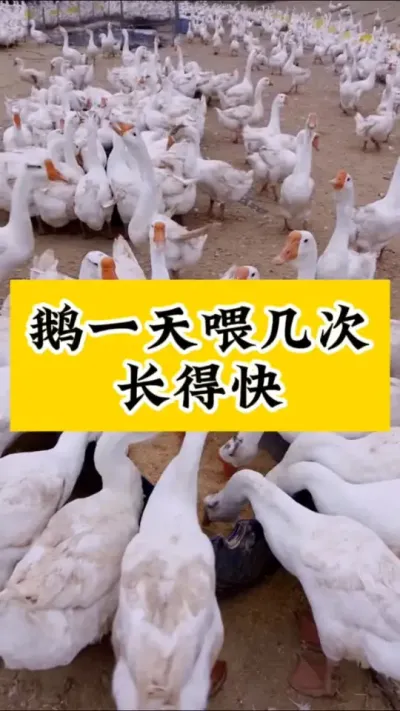 #养鹅技术分享#科学养鹅#养鹅人