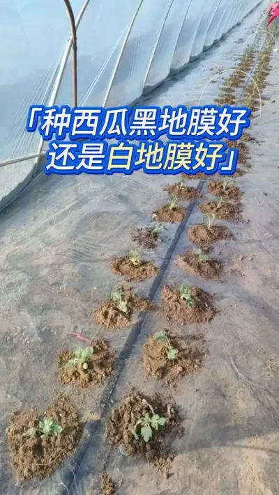 西瓜种植用白膜还是黑膜好？ #西瓜种植 #西瓜种植技术 #西瓜知识 #西瓜高产 #西瓜管理