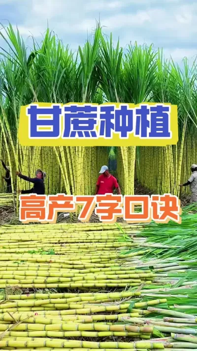 甘蔗施肥七字口诀#甘蔗种植 #甘蔗施肥方法 #水果甘蔗种