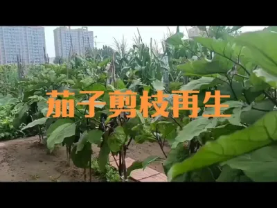 茄子剪枝再生注意事项#茄子