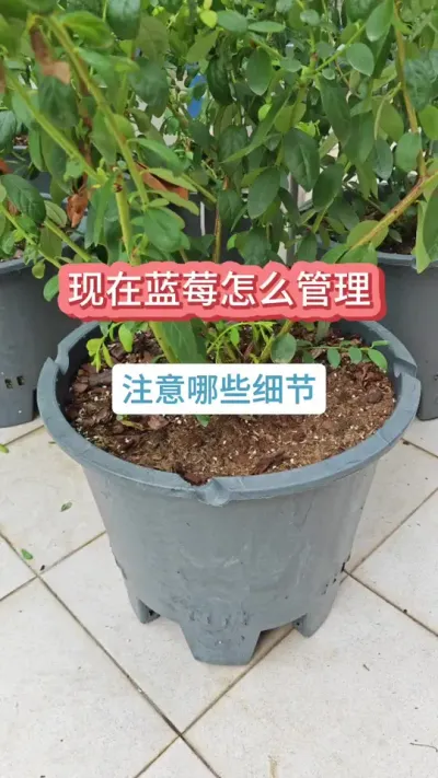 蓝莓的养护方法，怎么促进蓝莓的花芽分化，种蓝莓怎么养护，新手怎么养蓝莓 #蓝莓苗 #盆栽蓝莓 #蓝莓种植 #蓝莓养护 #蓝莓种植技术