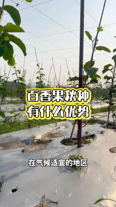 百香果秋种的优势#百香果种植 #百香果种植技术 #黄金百香果种植技术 #黄金百香果 #浩伟方