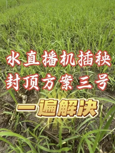 除草省事就用封顶方案三号#分享农业知识帮农民增产增收 #老百姓关心的话题