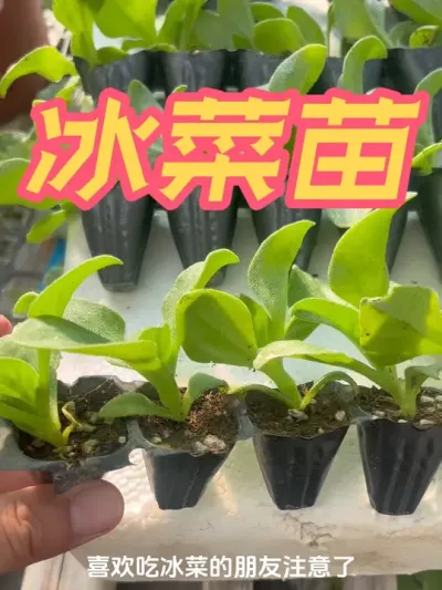 冰菜苗 培育好的冰菜苗子颗颗粗壮，喜欢的朋友抓紧种植起来吧#冰菜 #记录我的种植生活 #冰菜秧苗 #在家种菜